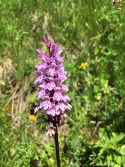 Dactylorhiza maculata