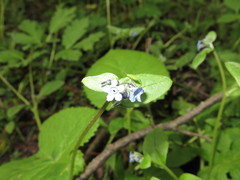 Microula sikkimensis