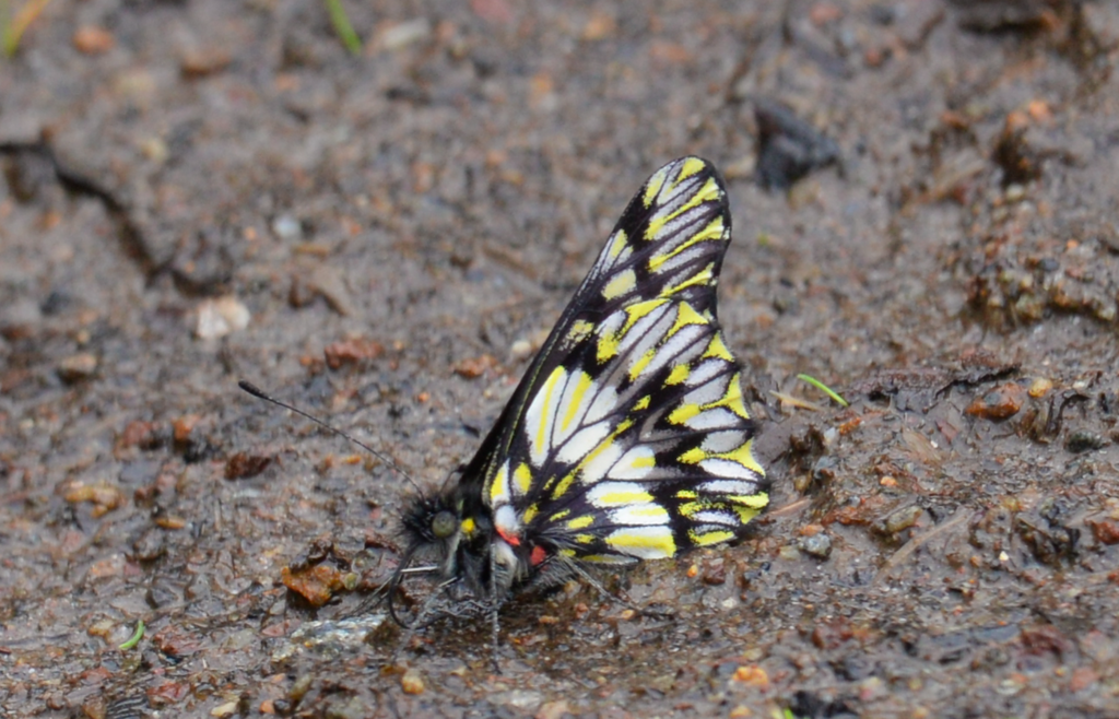 Catasticta susiana
