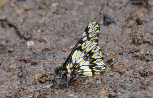 Catasticta susiana