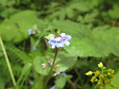 Microula sikkimensis