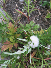 Rhopalomyia giraldii