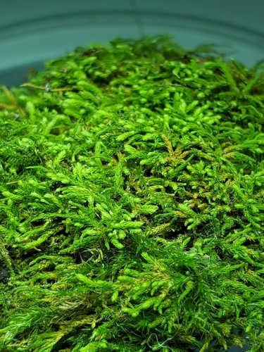 Image of Claopodium rostratum by (c) marius, some rights reserved (CC BY)