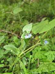 Microula sikkimensis