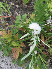 Rhopalomyia giraldii