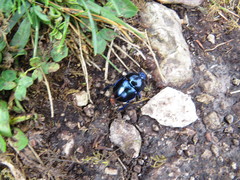 Trypocopris vernalis