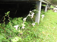 Thalictrum delavayi