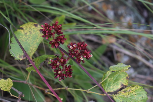 Image of Crassula alba by (c) Justin Ponder, some rights reserved (CC BY)