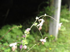 Thalictrum delavayi