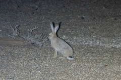 West Sahara Hare photo 2