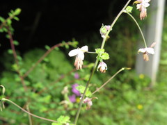 Thalictrum delavayi