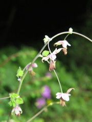 Thalictrum delavayi