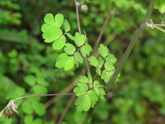 Thalictrum delavayi