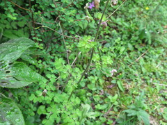 Thalictrum delavayi