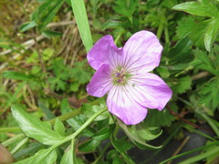 Geranium pylzowianum