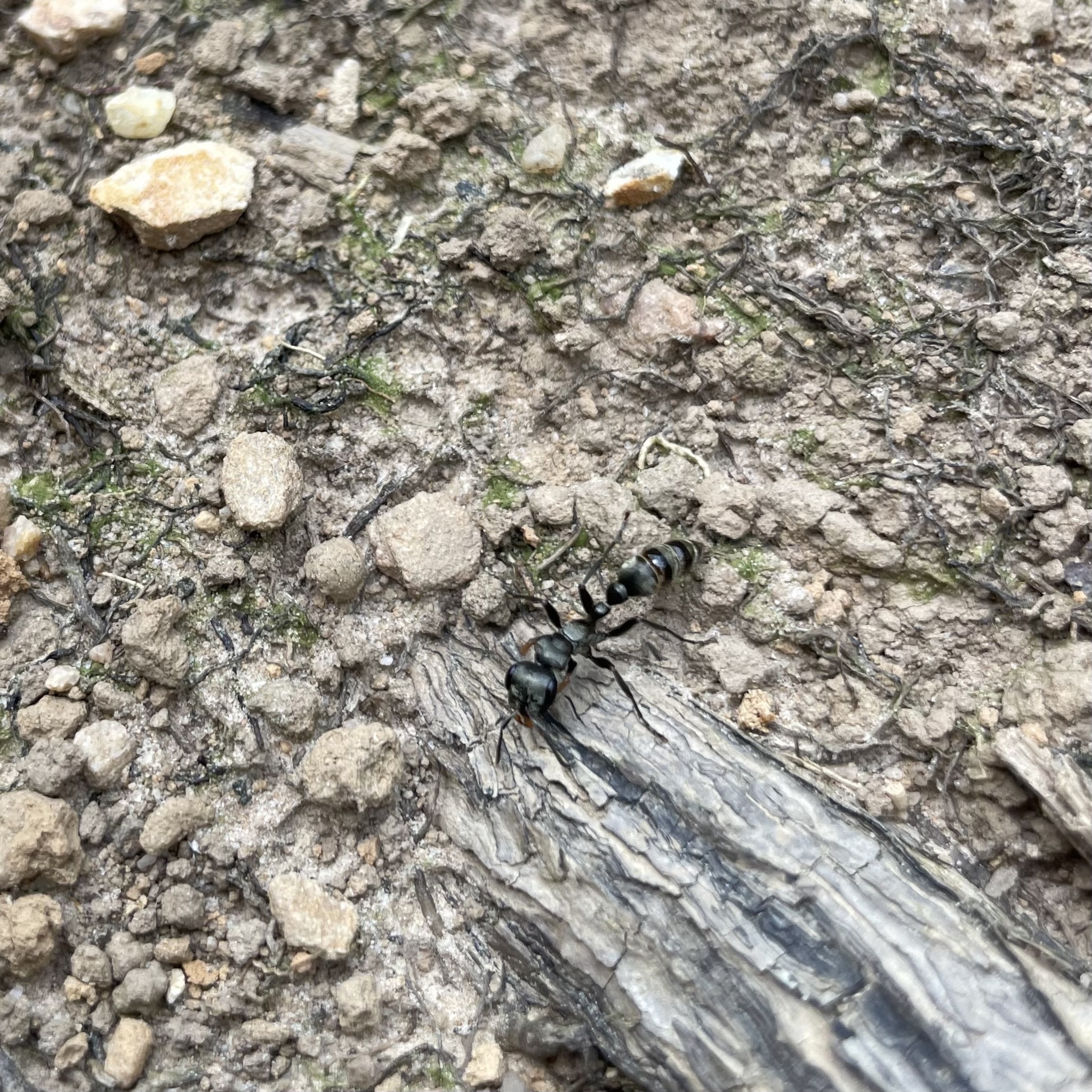 Pseudomyrmex unicolor