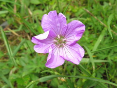 Geranium pylzowianum