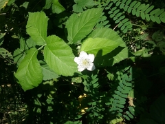 Rubus