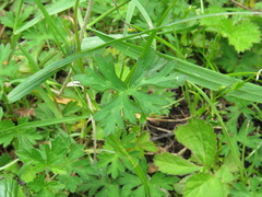 Geranium pylzowianum