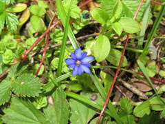 Gentiana choanantha