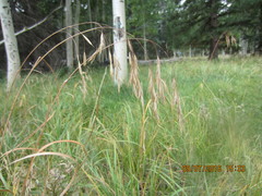 Bromus ciliatus