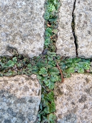 Marchantia polymorpha