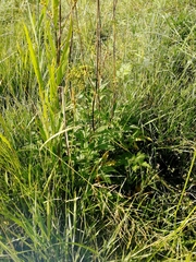 Filipendula stepposa