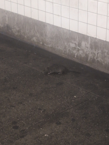 Rat photographed near here on 2025-04-04