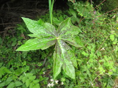 Podophyllum hexandrum