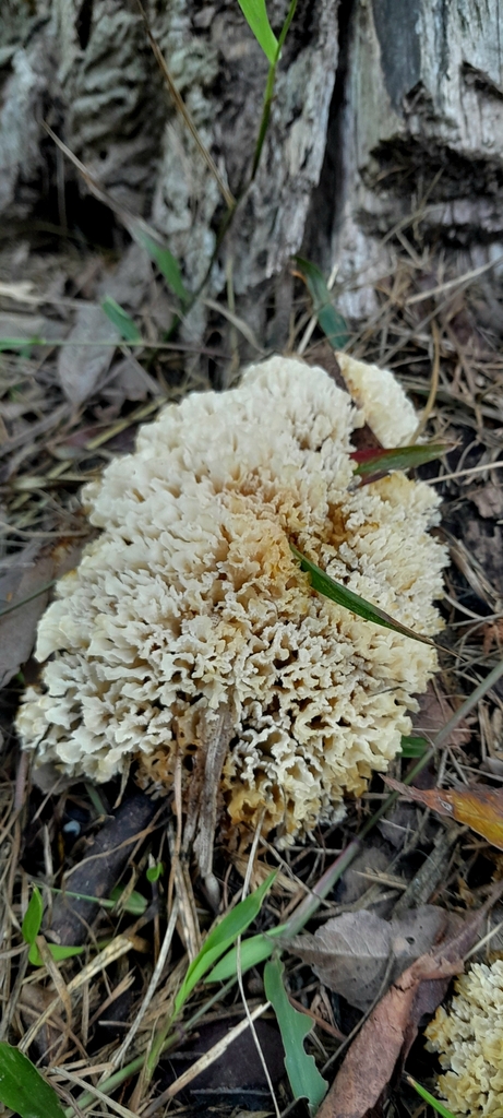 Irpex rosettiformis · April 2025 · photo: © rafaperazzolo (iNaturalist, cc-by)