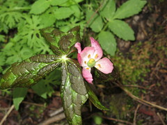 Podophyllum hexandrum