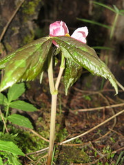 Podophyllum hexandrum