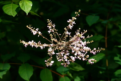Hylodesmum glutinosum