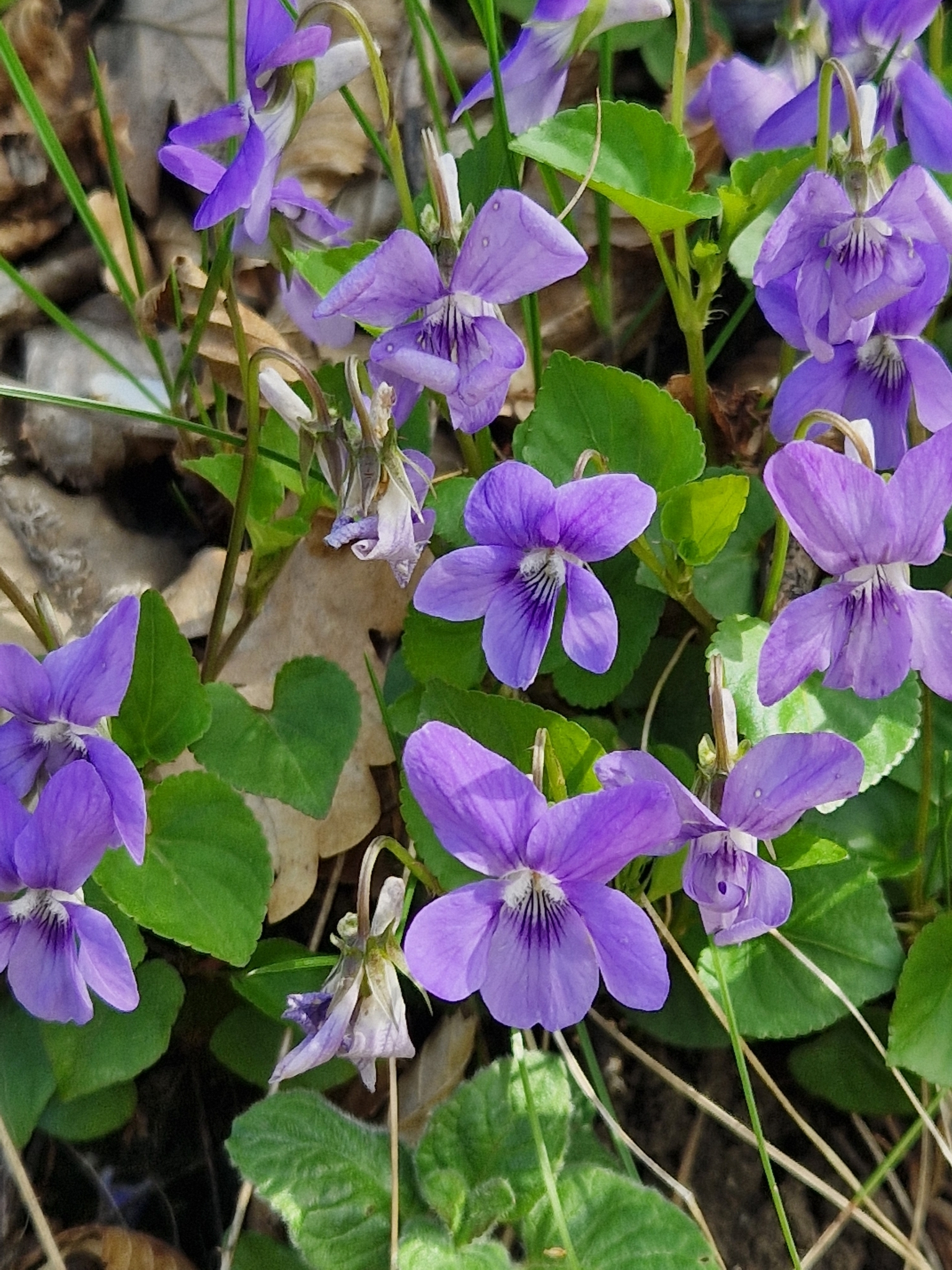 common dog-violet (Viola riviniana) · iNaturalist