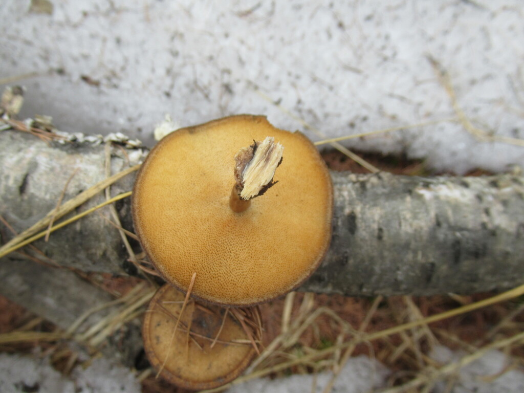 Lentinus brumalis · April 2025 · photo: © smsergey (iNaturalist, cc-by-nc)