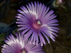 Drosanthemum striatum