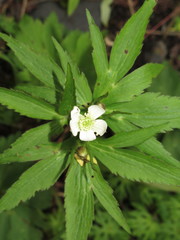 Eriocapitella rivularis