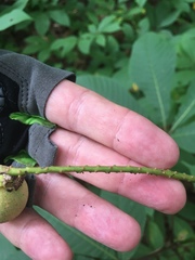 Aesculus parviflora