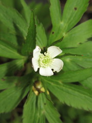 Eriocapitella rivularis