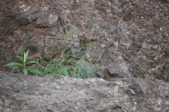 Campanula intercedens