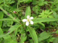 Eriocapitella rivularis