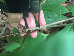 Aesculus parviflora