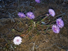 Drosanthemum striatum