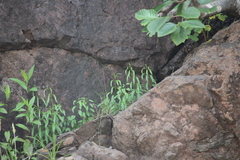 Campanula intercedens