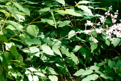 Hylodesmum glutinosum