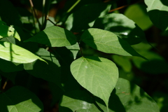 Hylodesmum glutinosum