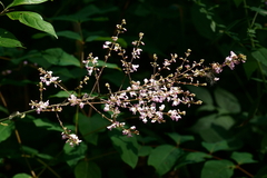 Hylodesmum glutinosum
