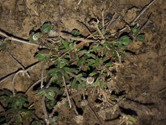 Drosanthemum striatum