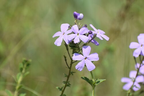 Jamesbrittenia grandiflora, photograph 4