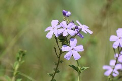 Jamesbrittenia grandiflora, photograph (c) Justin Ponder, some rights reserved (CC BY)